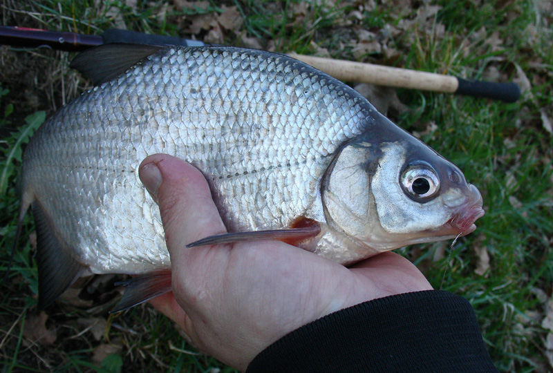 Забан Рыба Фото – Telegraph