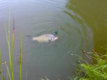 foto/diskuze/z_lovu/2010/th-img37363.jpg