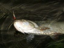 00330/076/chytej.cz-00330-00000375.jpg