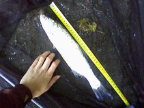 07518/3778//chytej.cz-07518-00028463.jpg