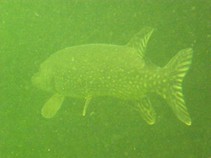 09844/3758//chytej.cz-09844-00028386.jpg