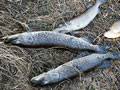 Ryby v&nbsp;tůni v&nbsp;Kasárnách uhynuly, rybáři viní ochránce přírody