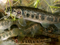 Čistší voda svědčí lidem i lososům, kteří se vrací do našich řek