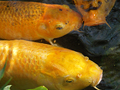 Jak ulovit „zlatou rybku“